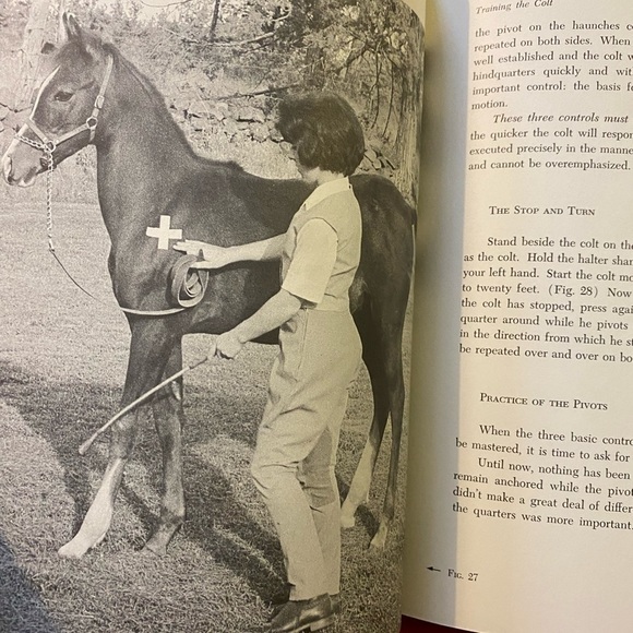 Horse Book 📕 - Picture 8 of 12